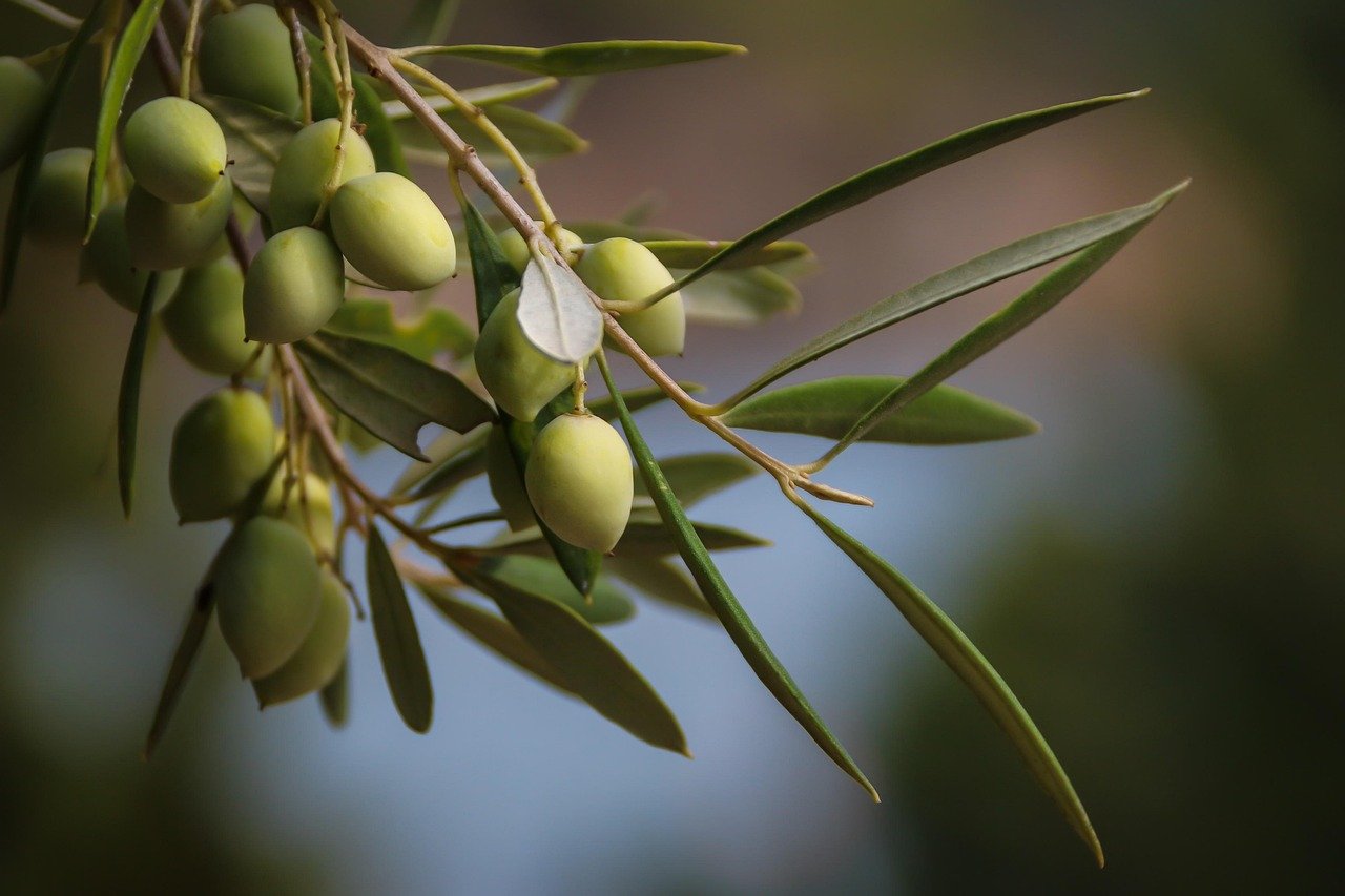 olives, young, plant, fruit, immature, greece, nature, food, green, leaves, healthy, round, detail shot, olives, olives, olives, greece, greece, greece, greece, greece
